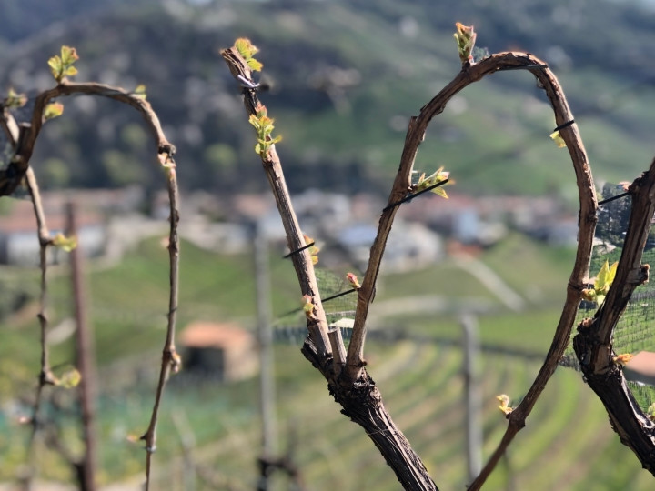 SORRENTO LUXURY S.R.L