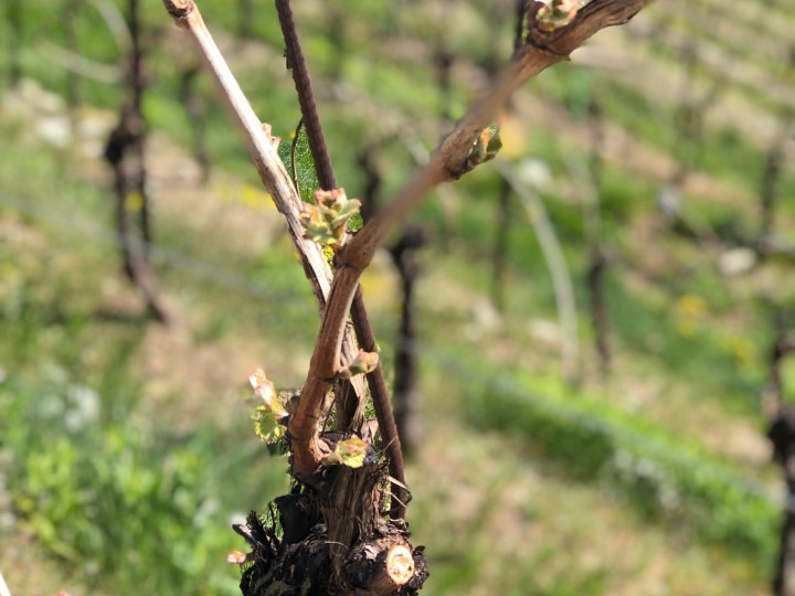 SORRENTO LUXURY S.R.L